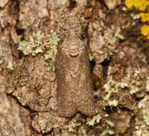Réf. 352 374 : Nycteola columbana